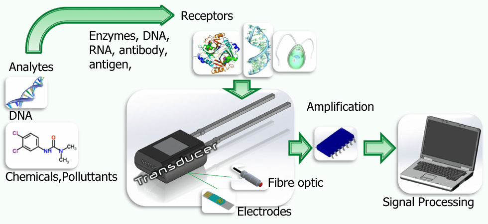 biosensor mechanism illustration 2